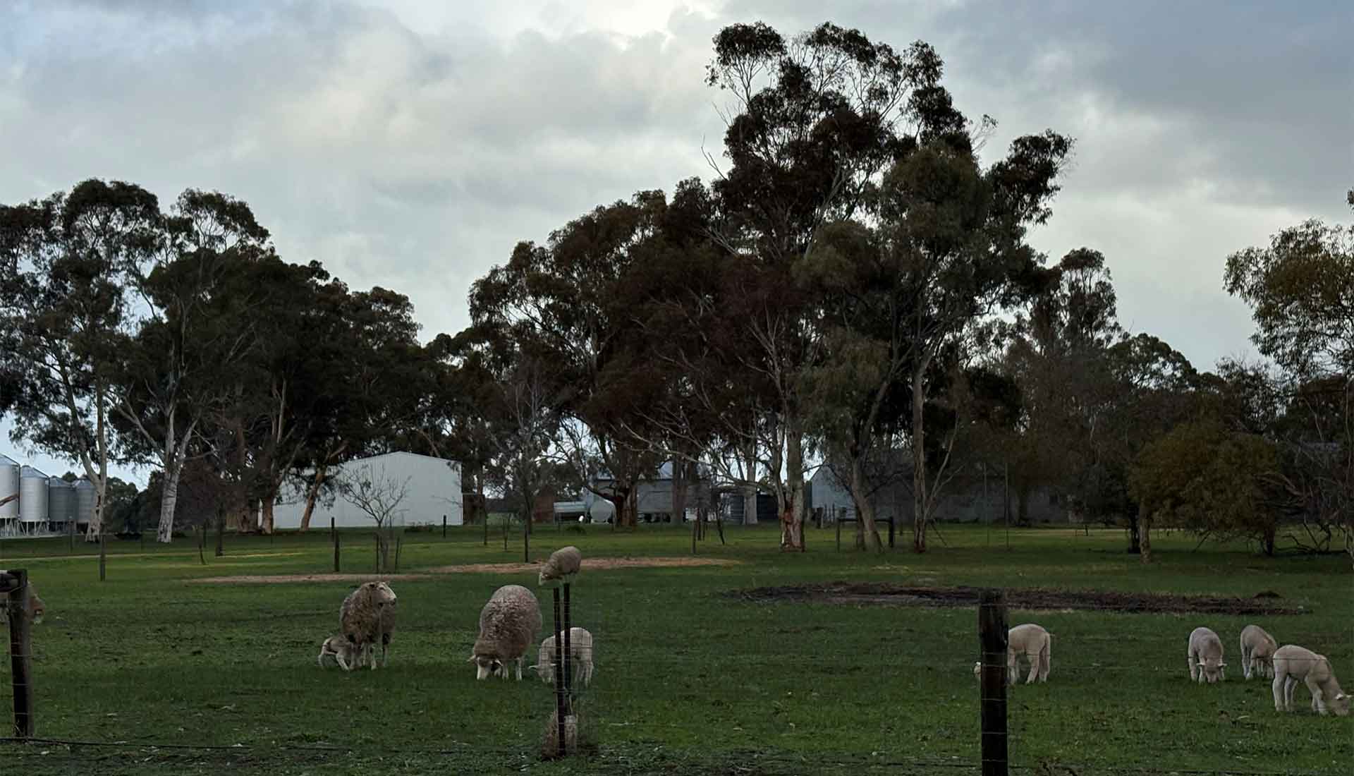 Farm in the south-east of South Australia