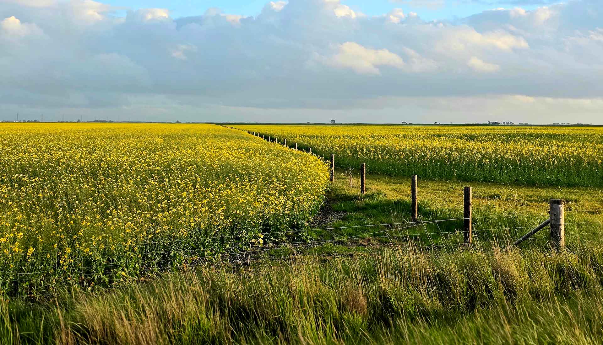Image of Crops Growing in South-East Australia by Eastern Equity South East Insurance Brokers